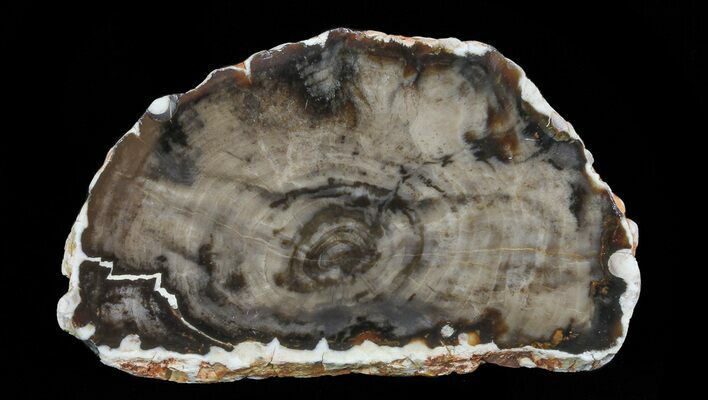 Polished Cretaceous Petrified Wood Round - Australia #65597